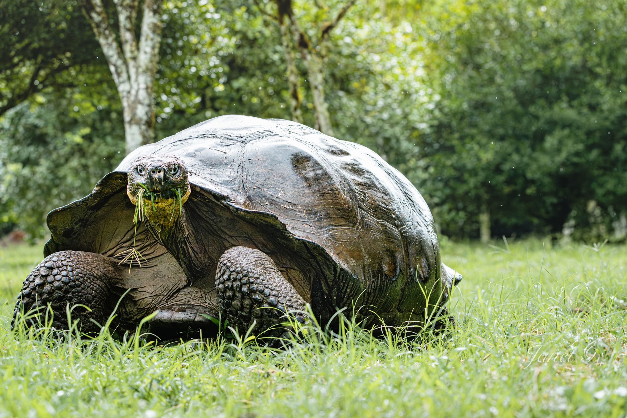 The Giant Tortoise