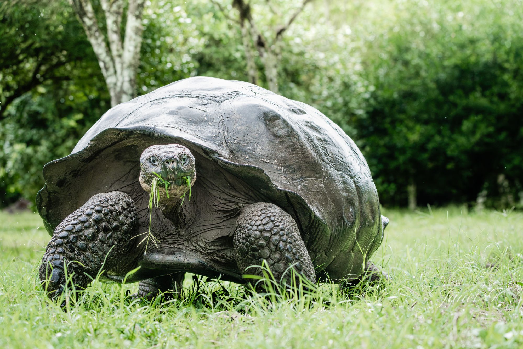 The Giant Tortoise