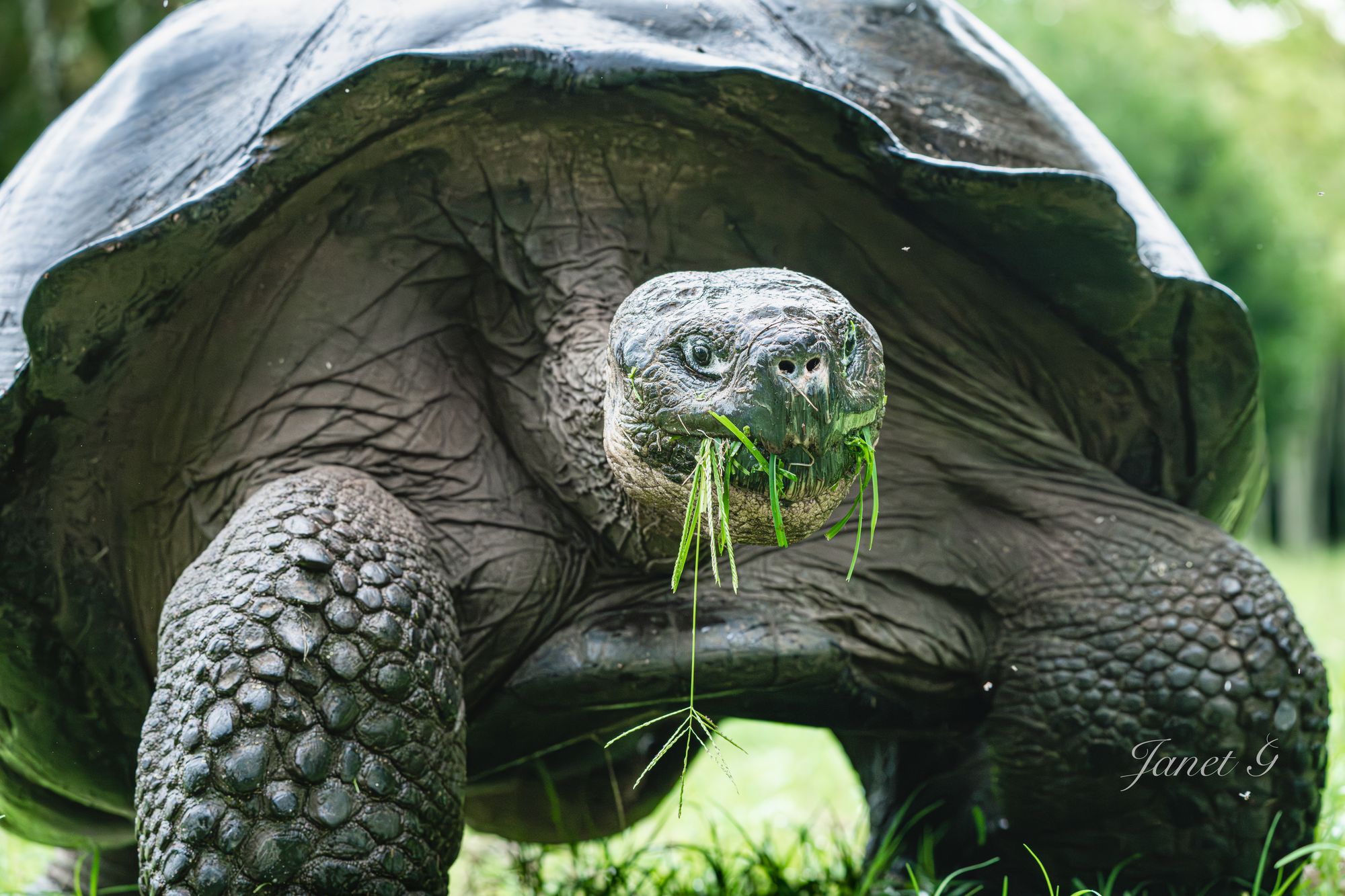 The Giant Tortoise