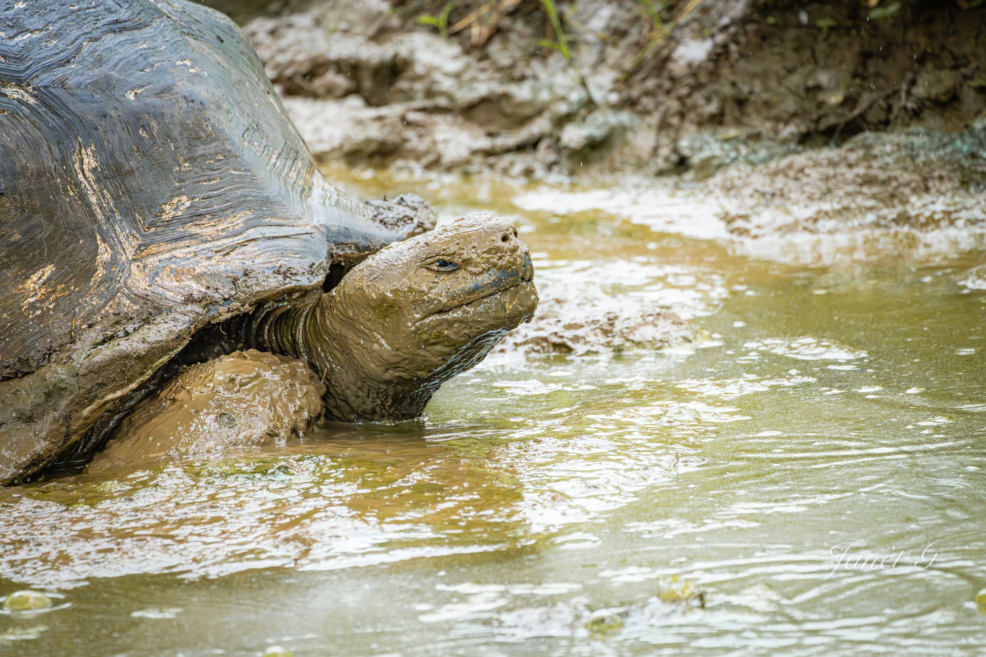 The Giant Tortoise