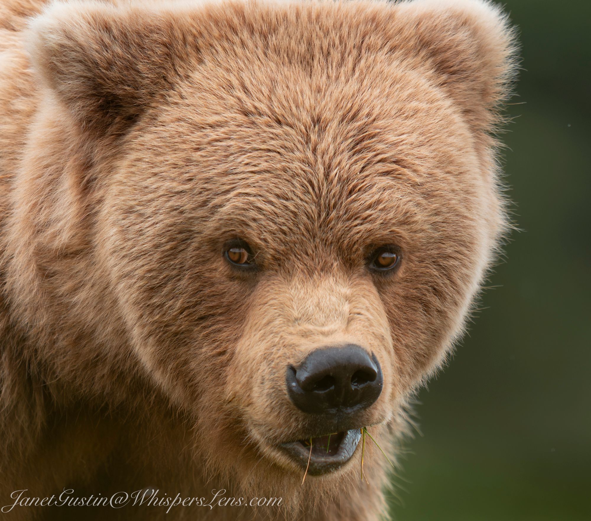 Mud and Tides and Bears, Oh My!