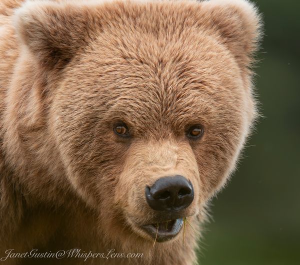 Mud and Tides and Bears, Oh My!