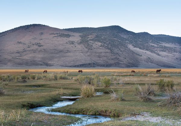 The Water Source: A Parable of Choice and Freedom