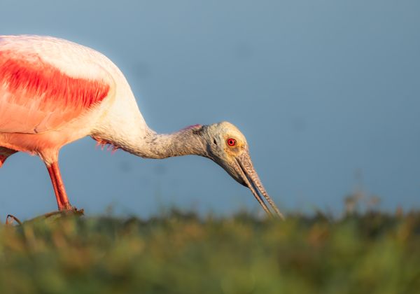 Spoonful of Wisdom: Lessons from My Favorite Birds