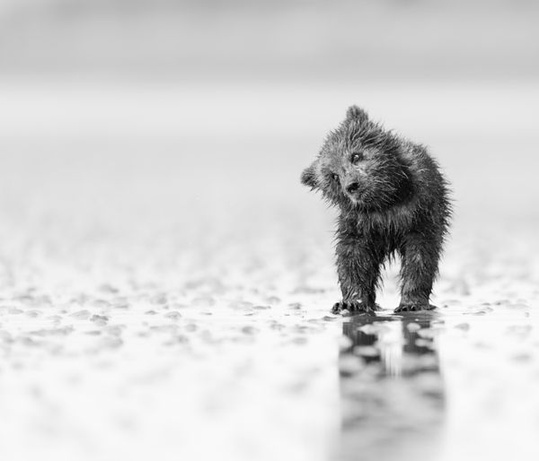 The Gift of Black and White