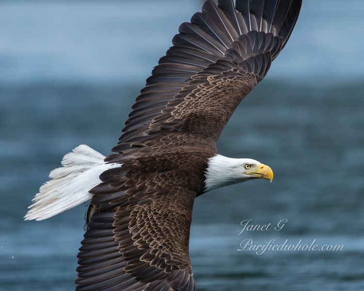Lessons From a Bald Eagle