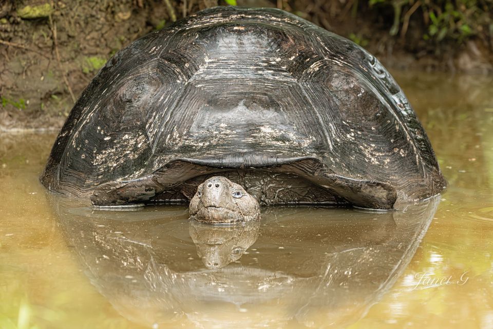 The Giant Tortoise